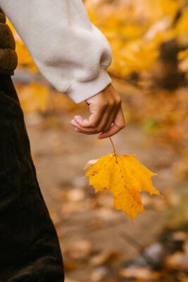 autumn leaf in connecticut